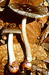 Amanita colombiana