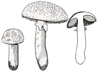 Amanita ameghinoi