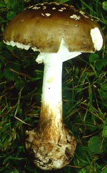 Amanita brunnescens G. F. Atk.