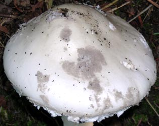 Amanita cinereopanosa Bas