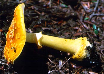 Amanita flavoconia G. F. Atk. var. flavoconia