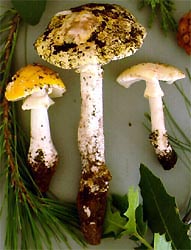 Amanita flavorubens (Mont. & Berk.) Sacc.