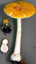 Amanita frostiana (Peck) 
Sacc.