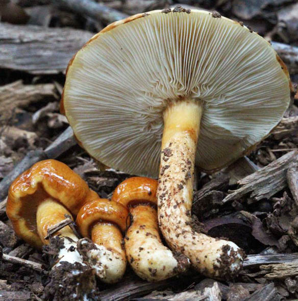 Limacella glischra, Vonore, Monroe Co., Tennessee, U.S.S.  (RET 509-9)