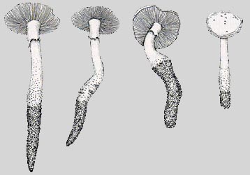 Amanita gracilior