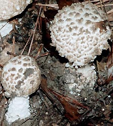 Amanita hesleri Bas