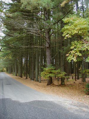 Jakes Landing Rd., Cape May Co., New Jersey, USA