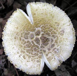 Amanita levistriata