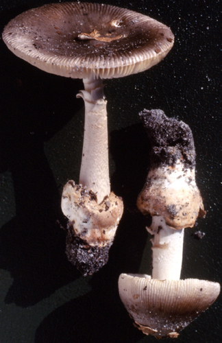 Amanita longicuneus  