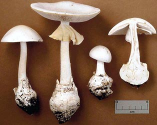 Amanita magnivelaris