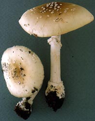 Amanita multisquamosa Peck