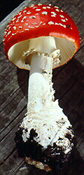 Amanita 

muscaria (L.:Fr.) Lam. var. muscaria - Aigas Field Station, Highlands and Islands 

Region, Scotland