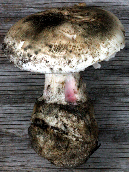 Amanita mutabilis  