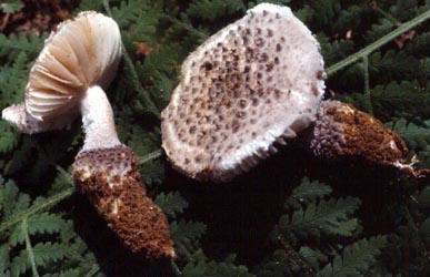 Amanita onusta (Howe) Sacc.