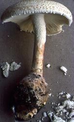 Amanita ravenelii (B. + C.) Sacc., photo RET