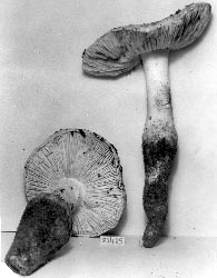 Amanita rhoadsii  