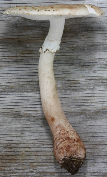 Amanita rubescens var. alba, Miola-Bigley, St. Game Lands No. 72, Clarion Co., Pennsylvania, U.S.A. (RET 478-1)