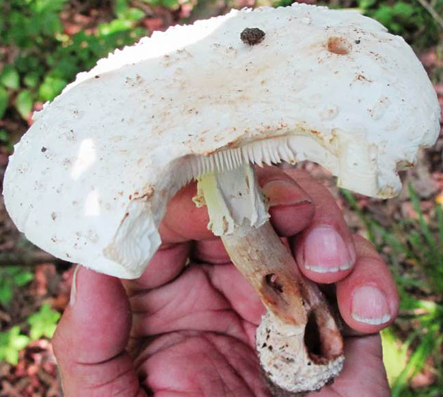 Amanita ostendemihi  