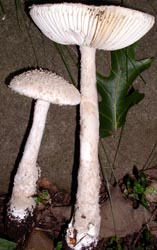 Amanita tephrea - photo by Margaret Horman