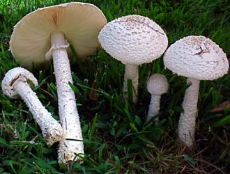 Amanita thiersii