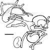 Amanita umbrinolutea: elements of universal veil.