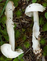 Amanita vaginata var. alba (NFL) - Dr. Andrus Voitk