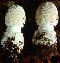 Amanita velatipes G. F. Atk.