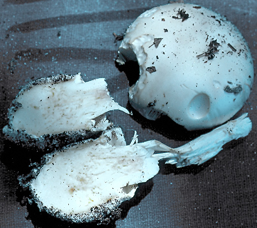 Amanita virosiformis